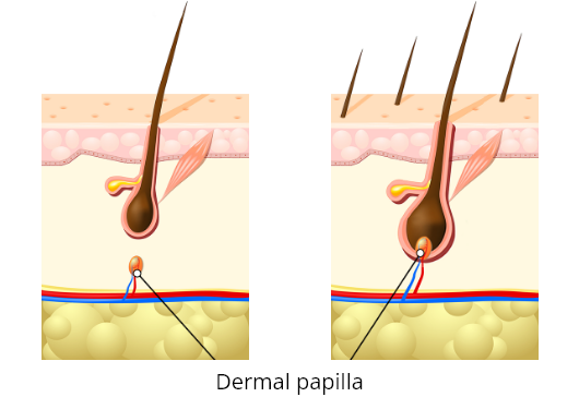 dermal papilla